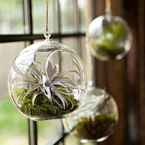 Mkono 3 Pack Glass Hanging Planter Air Fern Holder Terrarium Plants Hanger Vase - Image 5