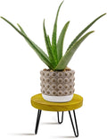 OBTAIN Plant Stand Indoor Outdoor, Wooden plant Stool, Mid Century Plant Stand by Welcometoobtain