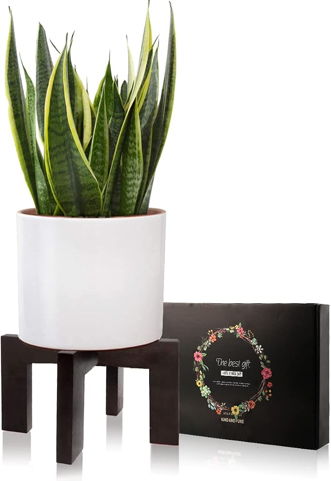 Gendral Forwepup Plant Stand Indoor Outdoor, Mid Century Plant Stand - Image 2