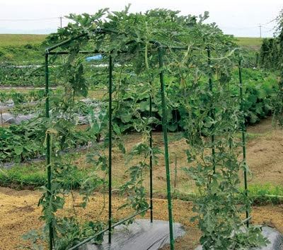Green Garden Trellis Netting 5x100 ft Heavy Duty Polypropylene Plant Support Net - Image 7
