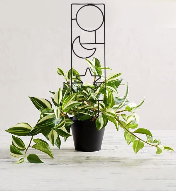 Plant Trellis for Climbing Plants Indoor, 15.94Inch Small Garden Metal - Image 9
