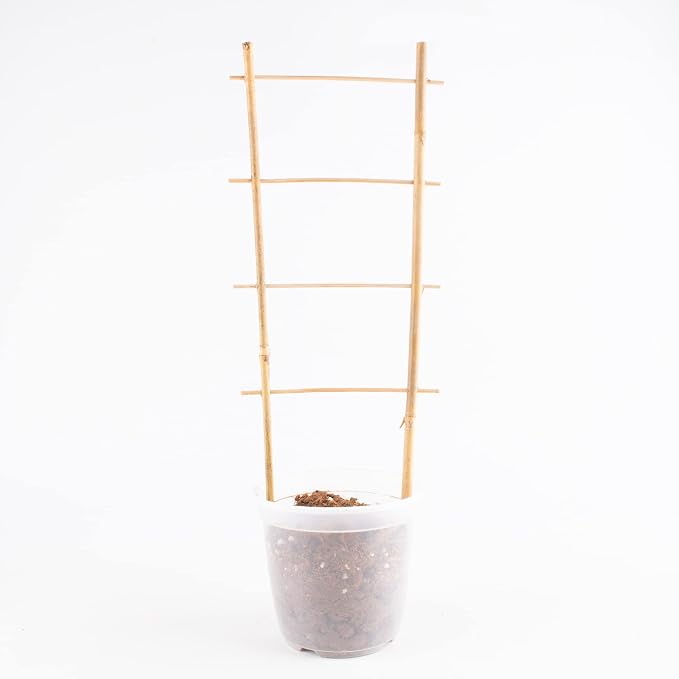 Avalution 10 Pack Natural Bamboo Trellis - Image 4