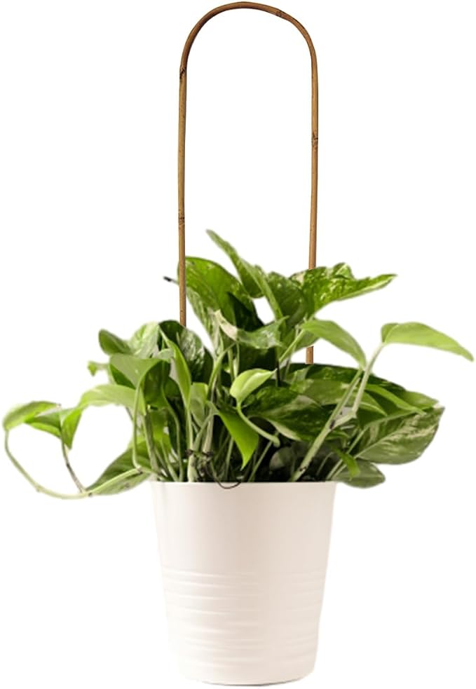 20 Pack Bamboo U Trellis for Potted Plants - Image 4