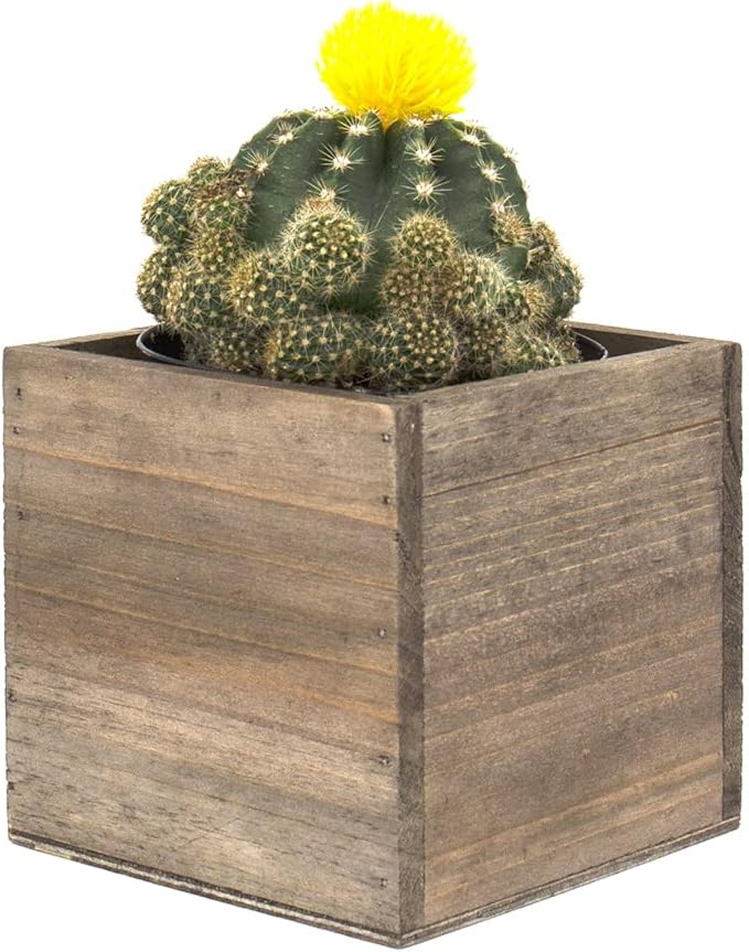 CYS EXCEL Cube Planter Box - Image 4