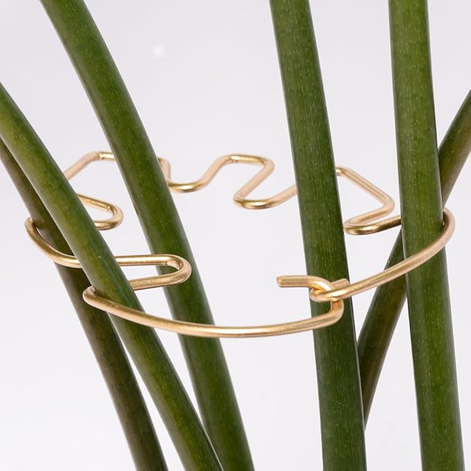 Monstera Plant Stem Support by Yohsnor