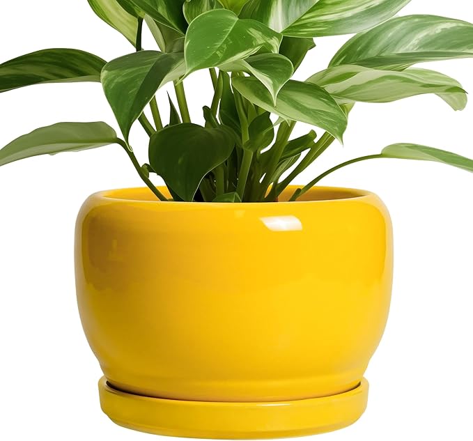 SQOWL Ceramic Plant Pot by SQOWL
