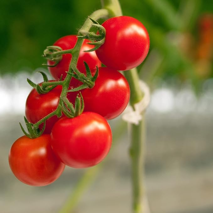 Piteno® 300Pcs Tomato Clips, Plastic Trellis Clips, Plant Support Clips - Image 6