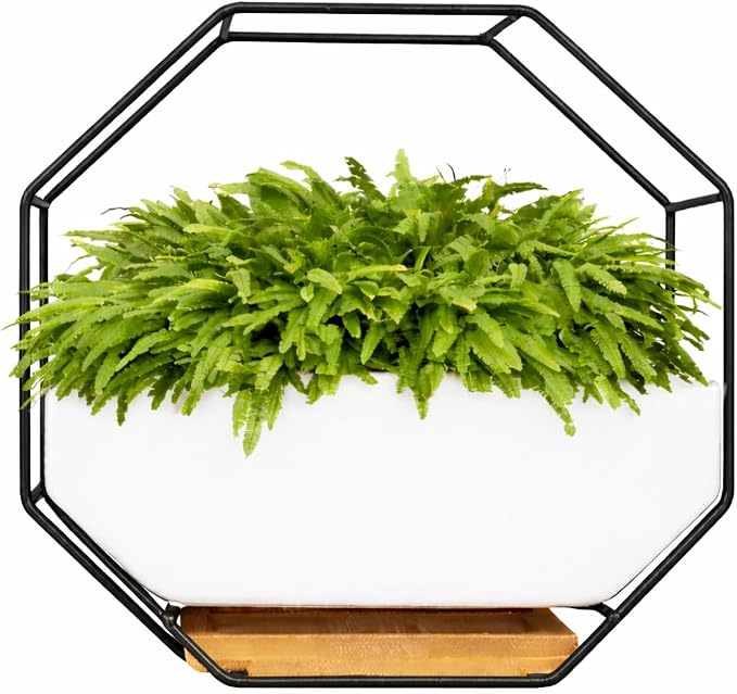 IRYL Wall Planter for Indoor Plants by Unknown