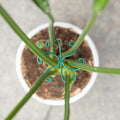 Monstera Plant Stem Support by Yohsnor