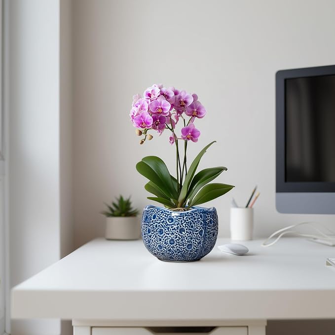 Orchid Pot - 6 Inch Ceramic Plant Pot - Image 5