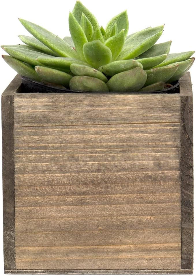 CYS EXCEL Cube Planter Box - Image 5
