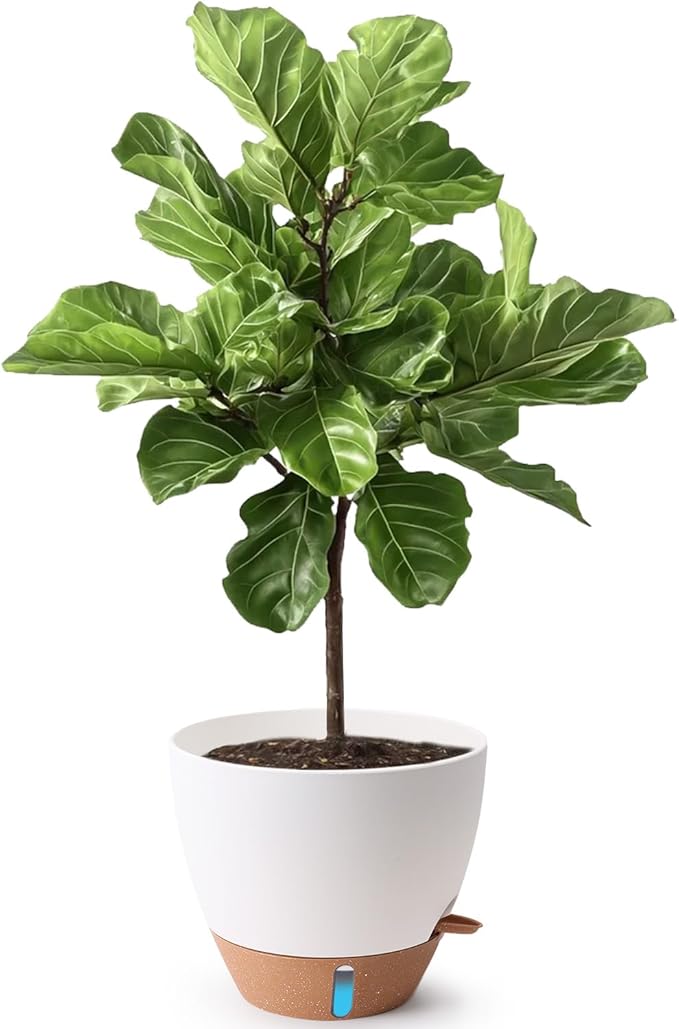 T4U 12 Inch Self Watering Pot - Image 9