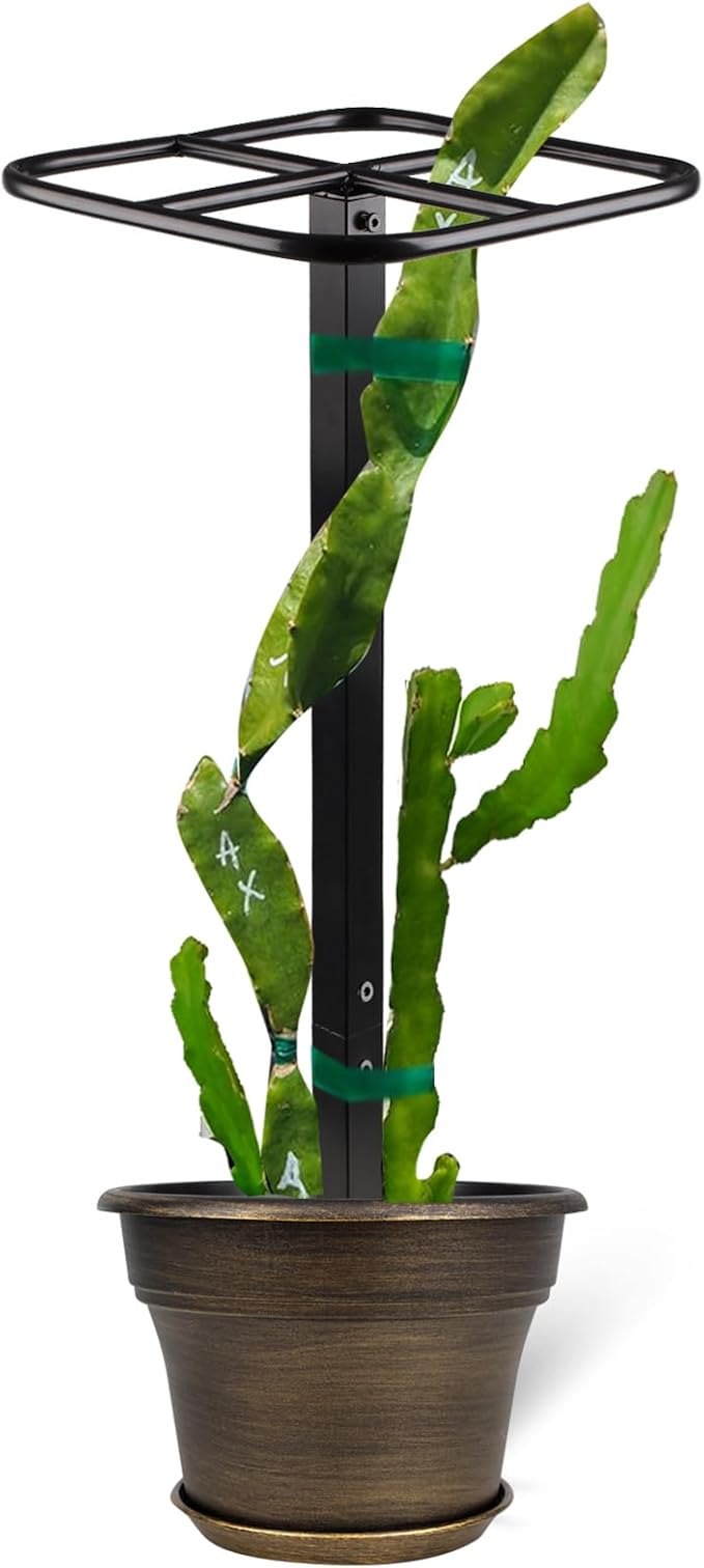 Premium Dragon Fruit Trellis by Goooxim
