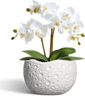 Ceramic Pots for Plants by Thirtypot