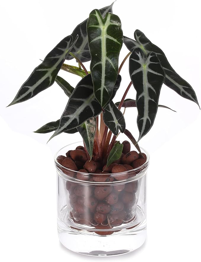 4 Inch Self Watering Pot, African Violet Pot, Bottom Watering Glass Planter - Image 2