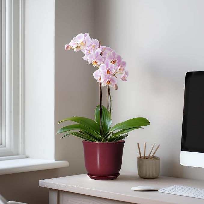 Ceramic Pots for Plants - Image 3