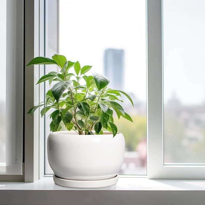 SQOWL Ceramic Pot for Plants - Image 4