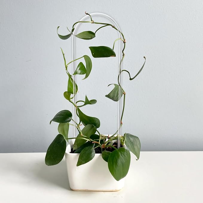 2 Pack U-Shaped Clear Acrylic Trellis - Image 5