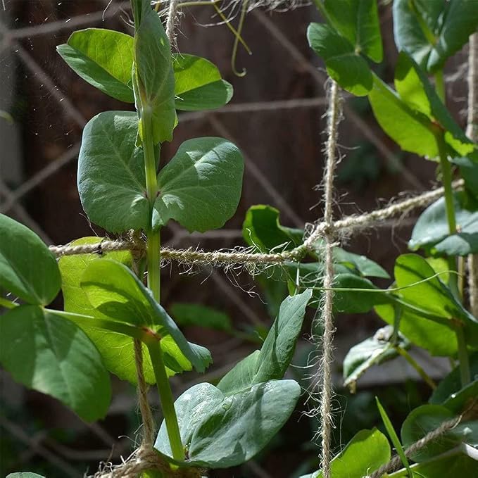 Jute Trellis Netting - Image 5