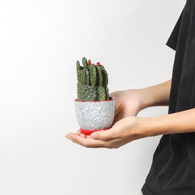 Selamica Ceramic Succulent Pots - Image 2