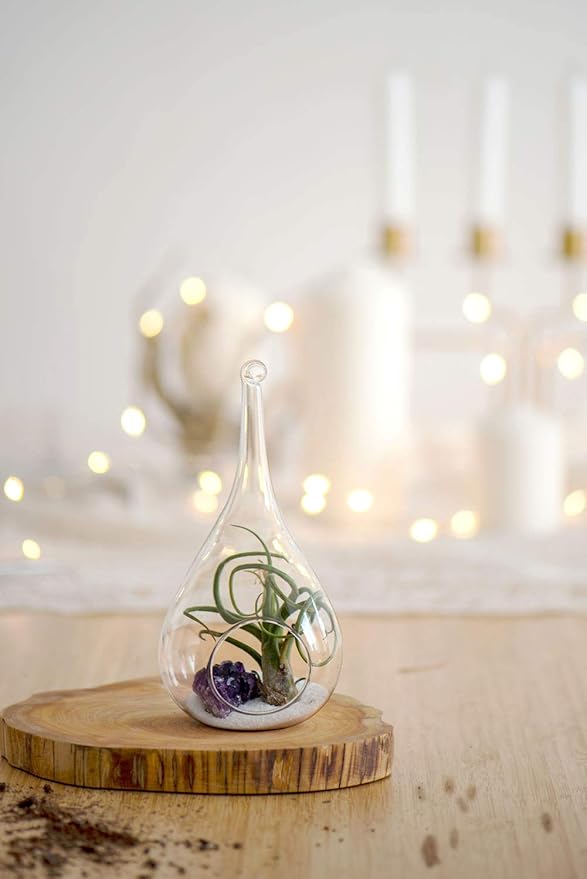 Mkono 3 Pack Glass Hanging Planter Air Fern Holder Terrarium Plants Hanger Vase - Image 4