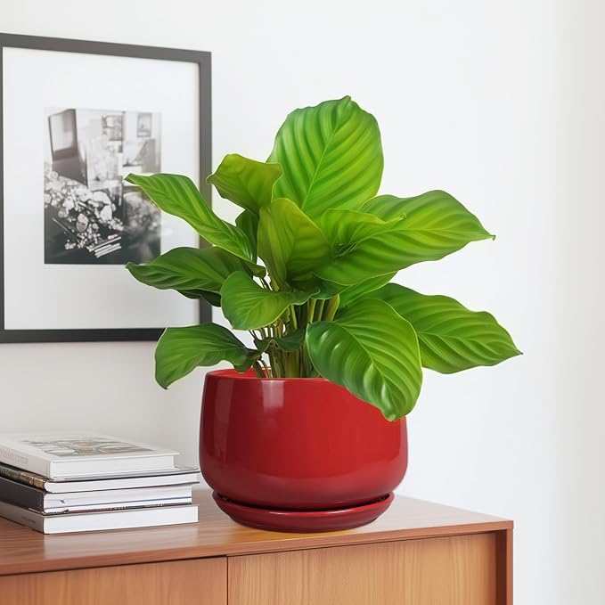 G EPGardening Ceramic Planter 7 Inch - Image 5