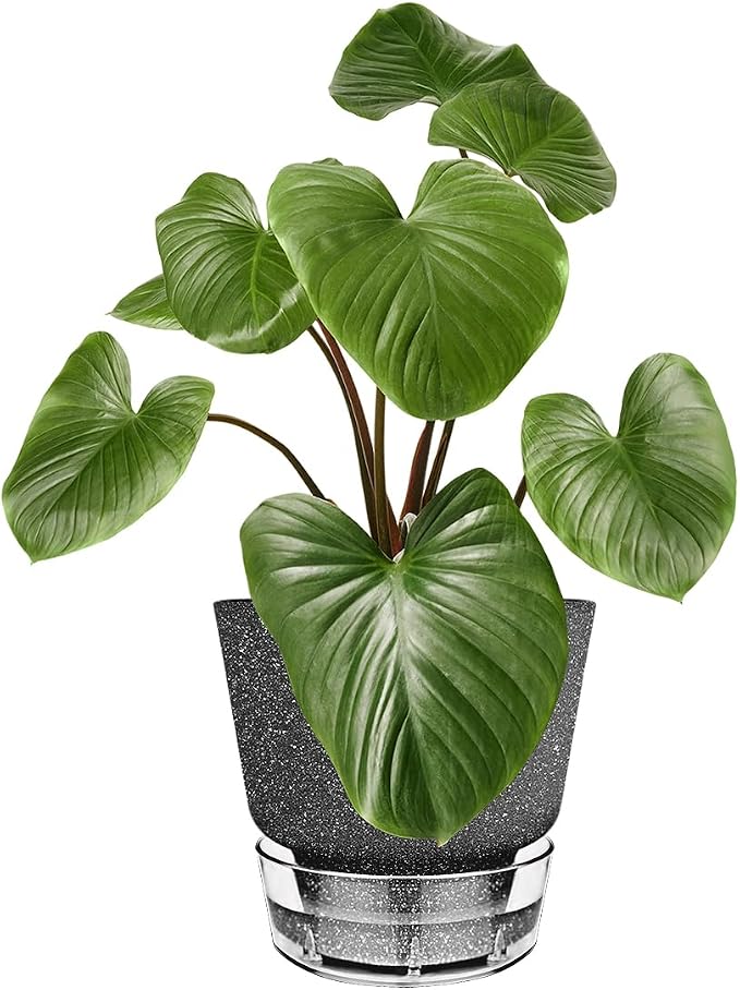 2024 Upgraded 5 Pack 6-Inch Self-Watering Planter Pots - Image 2