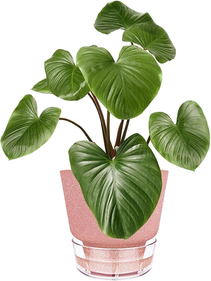 Self Watering Pots for Indoor Plants, - Image 2
