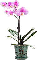 W&W Orchid Pot with Holes and Saucer by WWHomeDecor