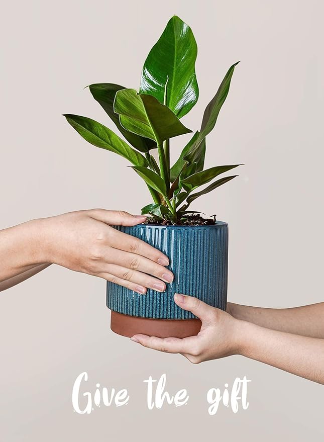 LE TAUCI Ceramic Pots for Plants, 8+6.7+5.5 Inch Plant Pots Indoor, Flower Pot - Image 5