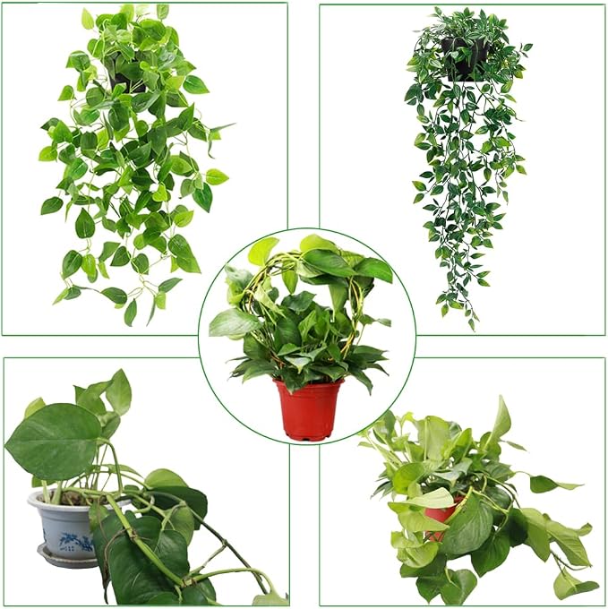 2 Pack Circle Trellis for Climbing Plants Indoor, Flower Houseplant Hoya - Image 6
