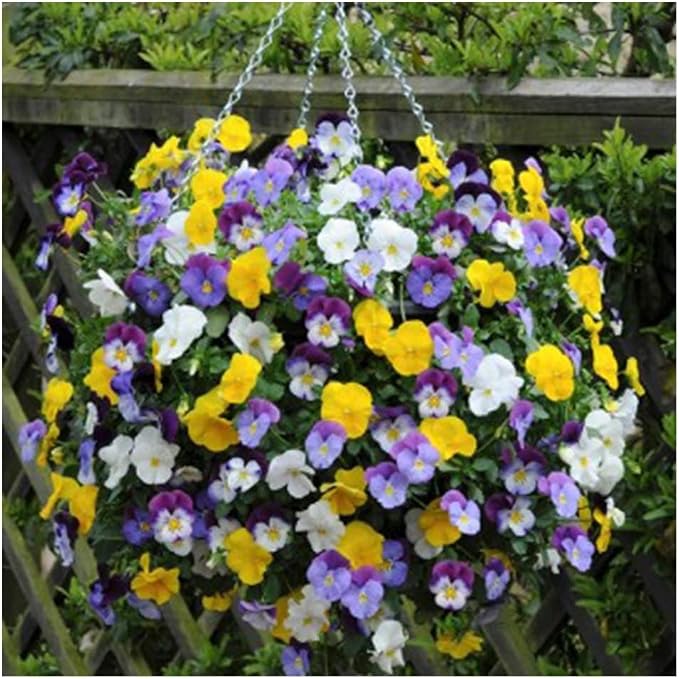 Ultimate Hanging Baskets - Image 6