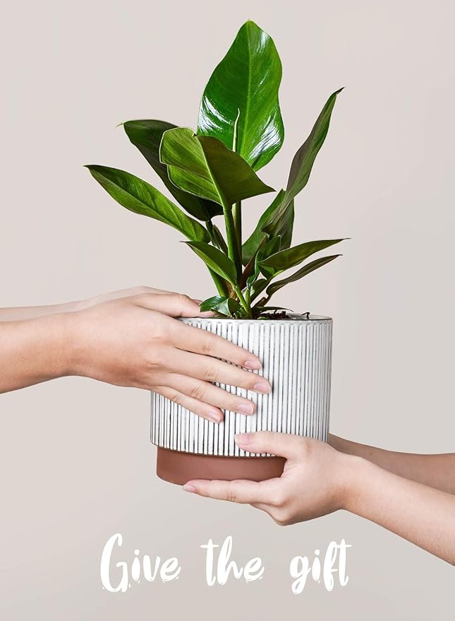 LE TAUCI Ceramic Pots for Plants, 8+6.7+5.5 Inch Plant Pots Indoor, Flower Pot - Image 4