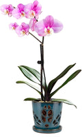 W&W Orchid Pot with Holes and Saucer by WWHomeDecor