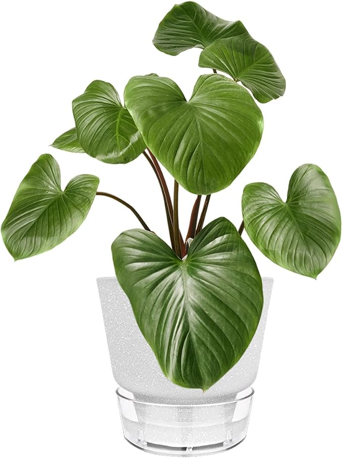 2024 Upgraded 5 Pack 6-Inch Self-Watering Planter Pots - Image 2