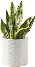 Docrin Ceramic Planters Indoor, 8 Inch Plant Pot by DOCRIN