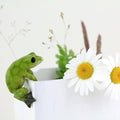 Top Collection Miniature Fairy Garden and Terrarium Frog Flower Pot and Vase by Top+Collection