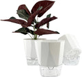 3 Packs Self Watering Plant Pots, Plastic Flower Pots by Unknown