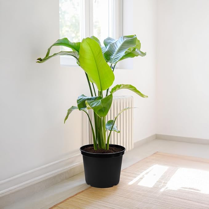 GREANER 5 Gallon Black Planter Pots, Seed Starting Container - Image 6