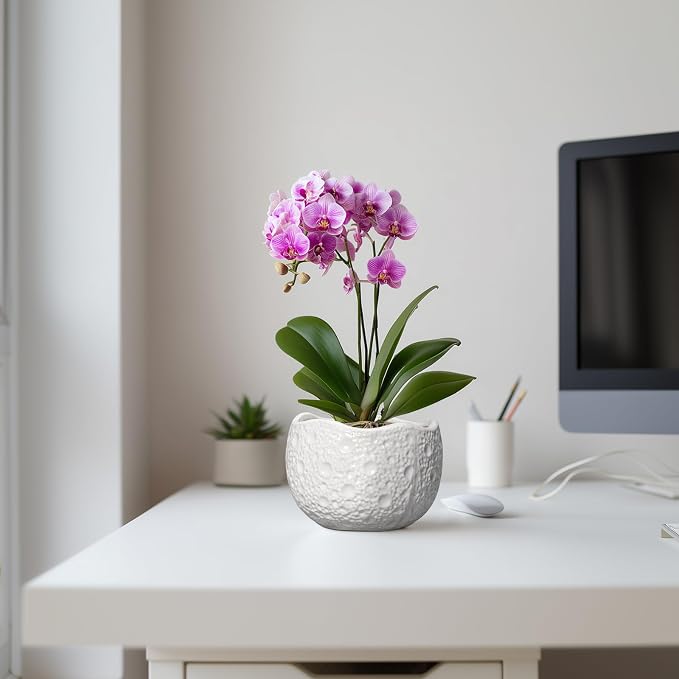 Ceramic Pots for Plants - Image 5