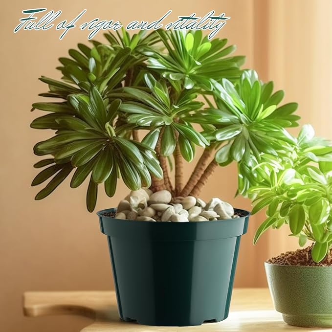 BTPLASTIK 8 Inch Plastic Plant Pots, 15 Pack Sturdy Nursery Pots - Image 6
