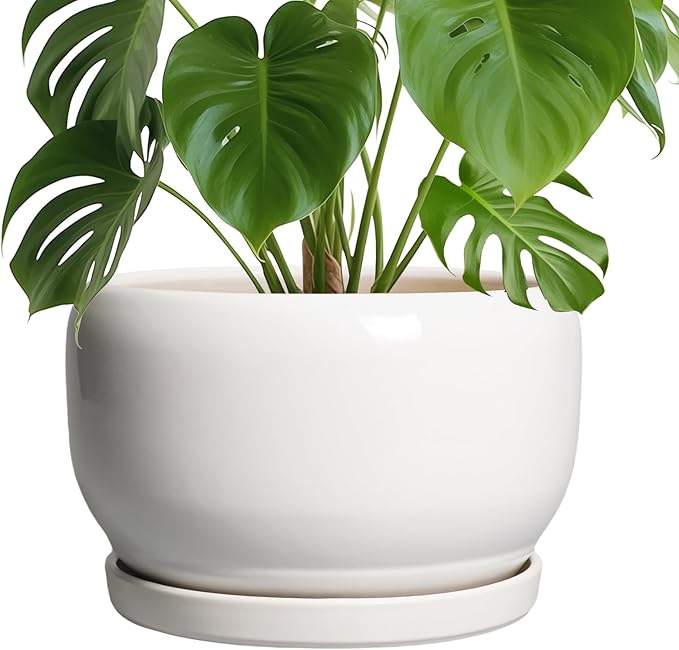 SQOWL Ceramic Pot for Plants by SQOWL