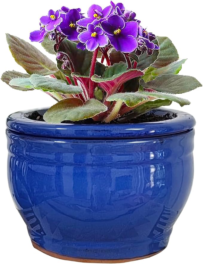 African Violet Pots Self Watering Round Ceramic Violet Pot by Dphagesy