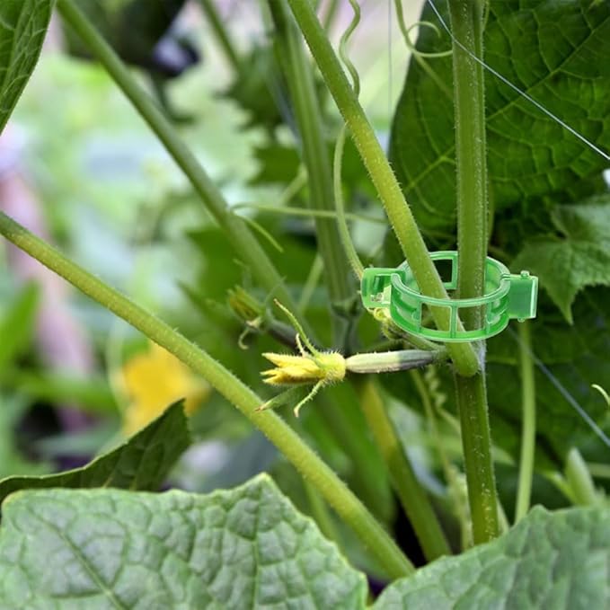 Plant Support Clips, Plastic Trellis Clips, Grape Vine Tomato Vine Vegetables - Image 5