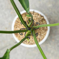 Monstera Plant Stem Support Set by Yohsnor