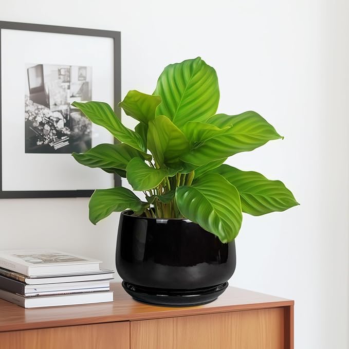 G EPGardening Ceramic Planter 7 Inch - Image 5