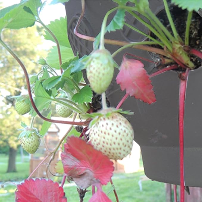Ultimate Hanging Baskets - Image 5