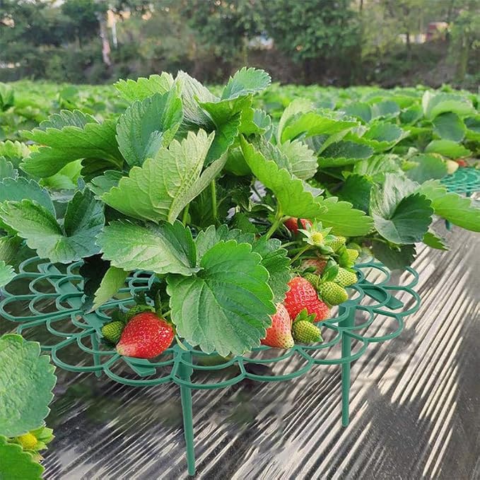 Comimark 12 PCS Grow Your Garden - Image 2