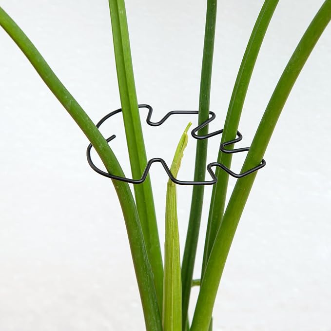 Monstera Plant Stem Support Set by Yohsnor