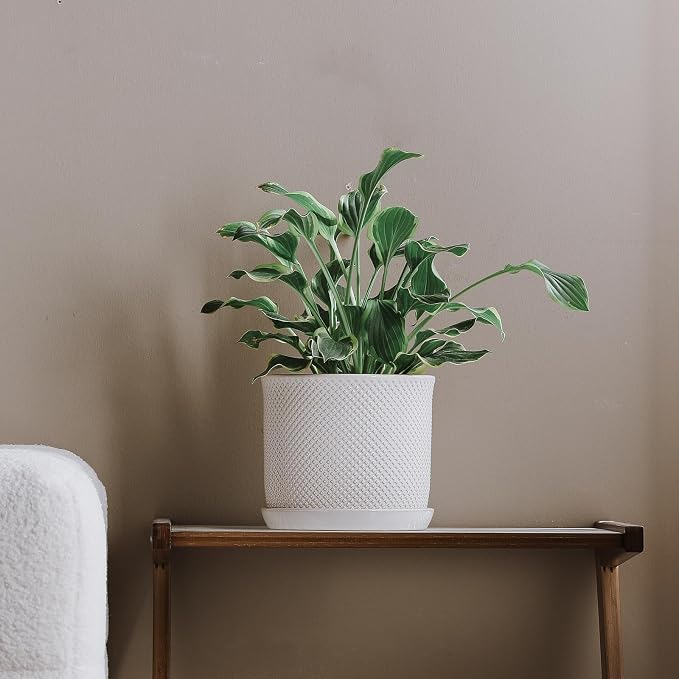 8 Inch Plant Pot: Ceramic Planter - Image 4